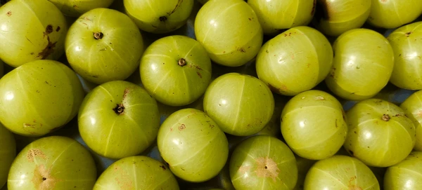 Amla - Fresh from Nashik farms