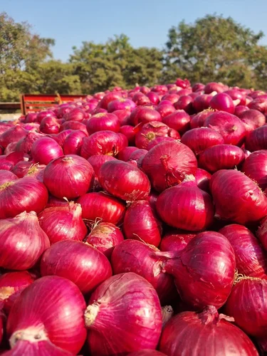 Onion - Fresh from Nashik farms